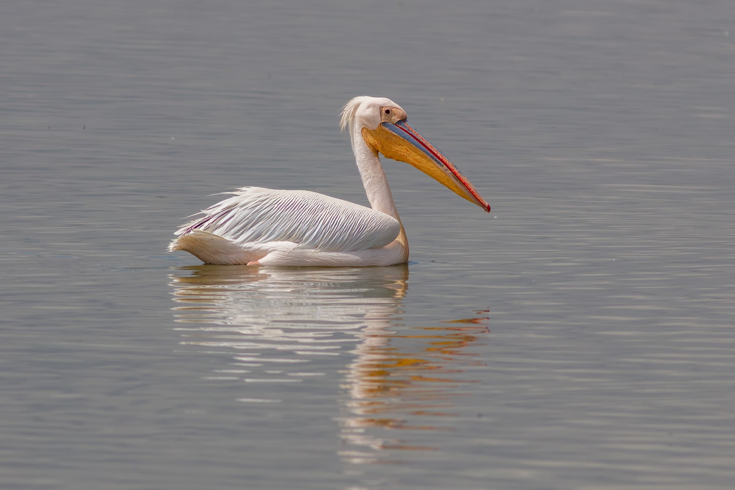 A great white pelican on the water in Amboseli National Park, Kenya