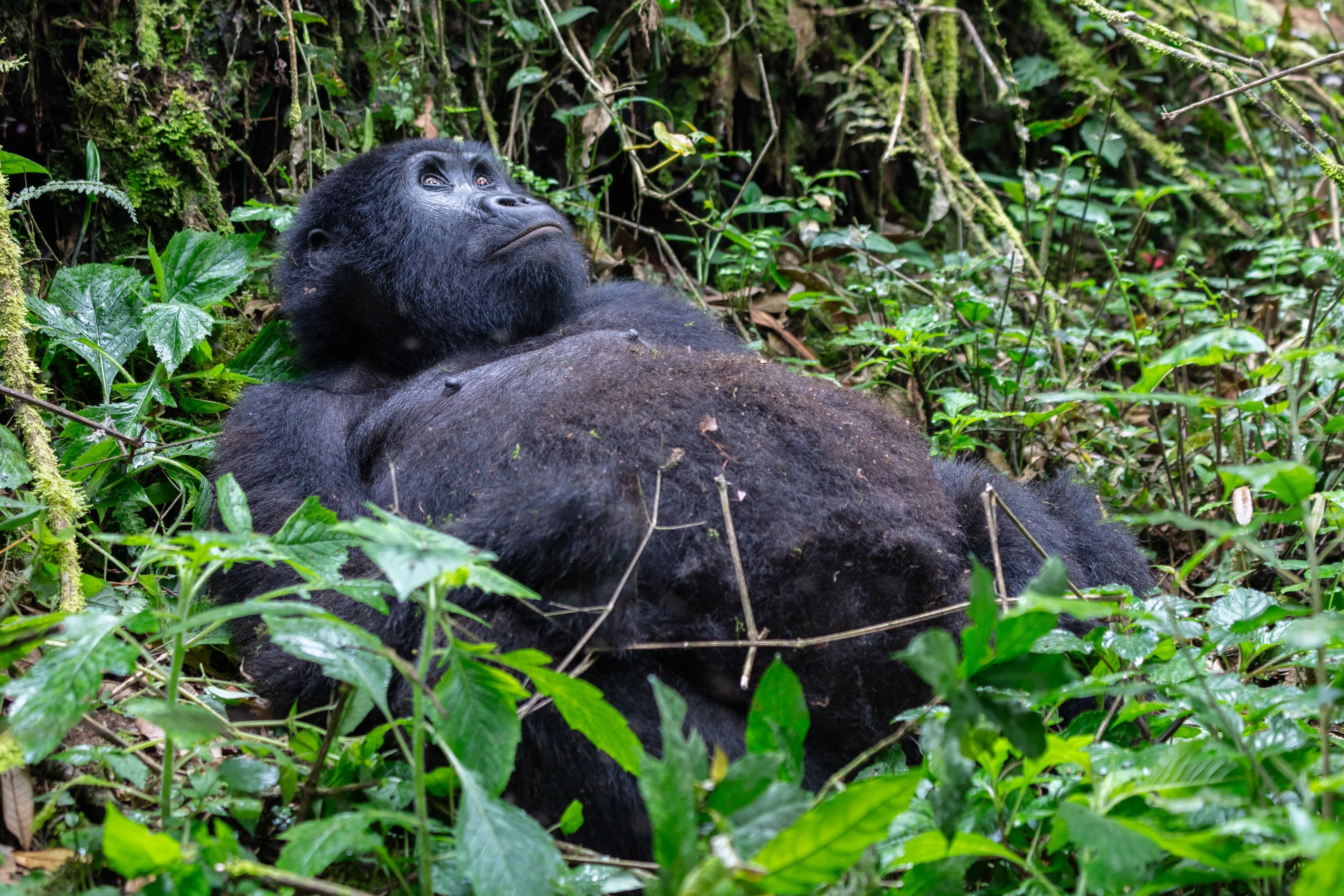 A mountain gorilla family in the undergrowth of Bwindi Impenetrable National Park, Uganda