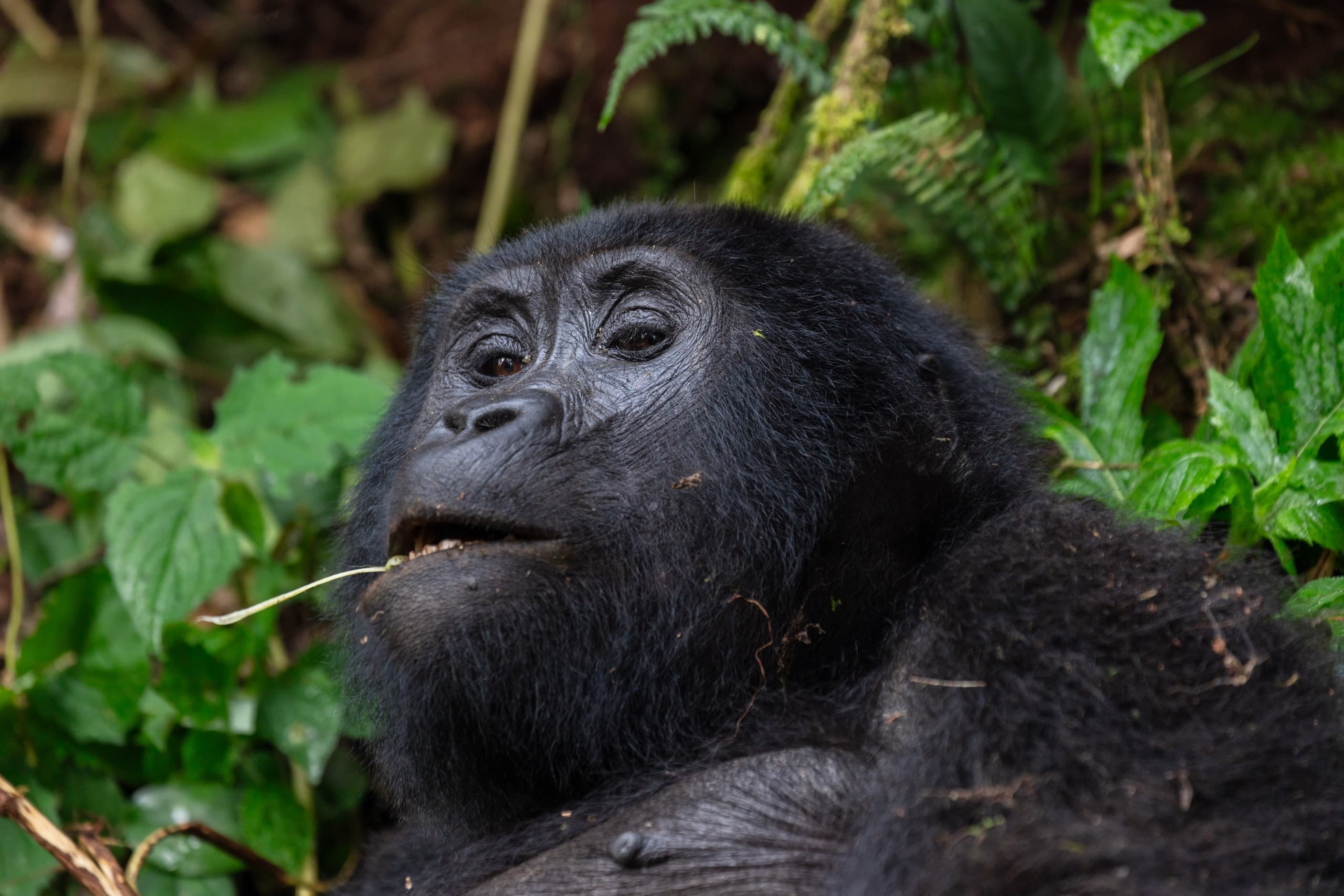 A mountain gorilla among green foliage in Bwindi Impenetrable National Park, Uganda