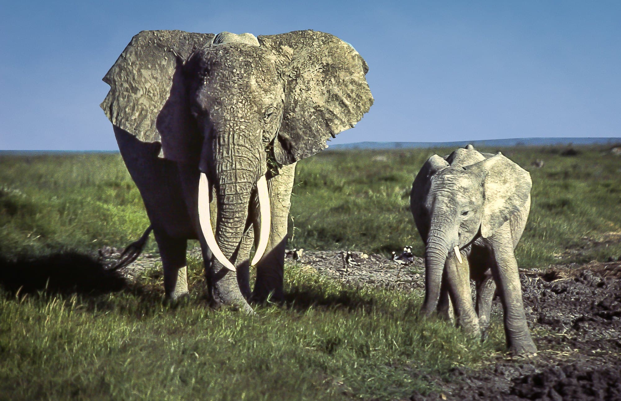 An African bush elephant grazing in Amboseli National Park, Kenya