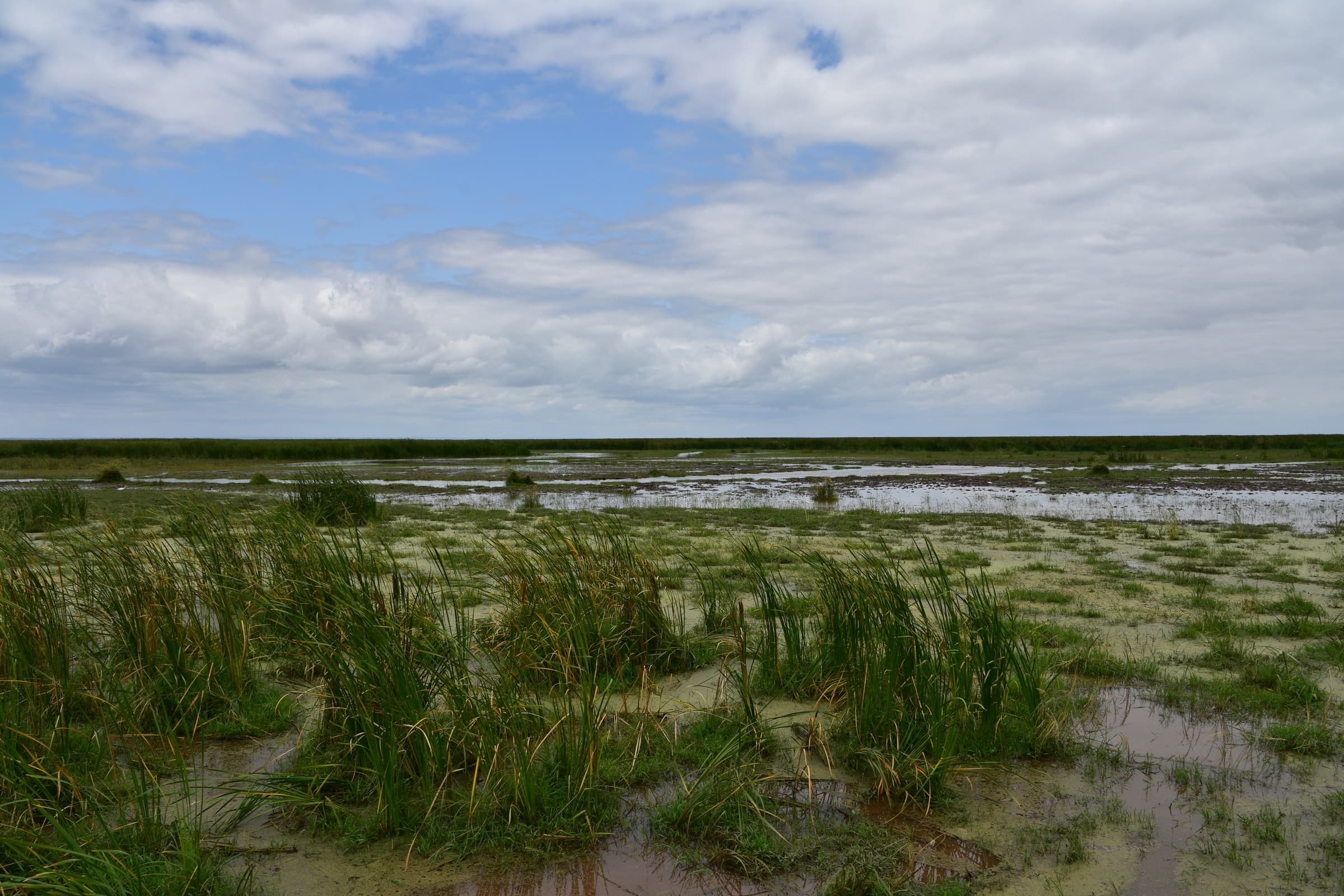 Grassland and marsh on the lake edge in Lake Manyara National Park, Tanzania