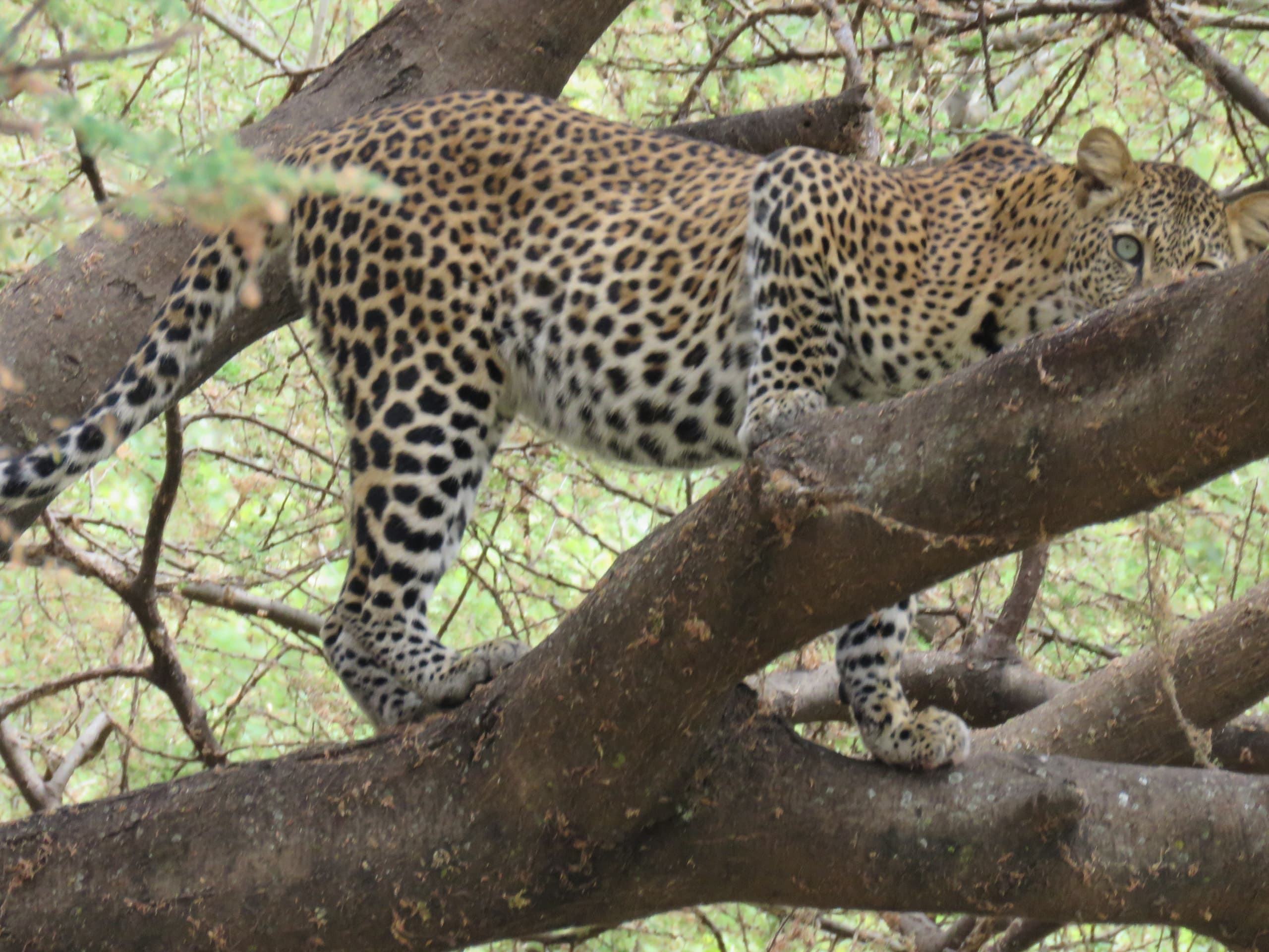 A leopard climbing through a tree in Lake Manyara National Park, Tanzania
