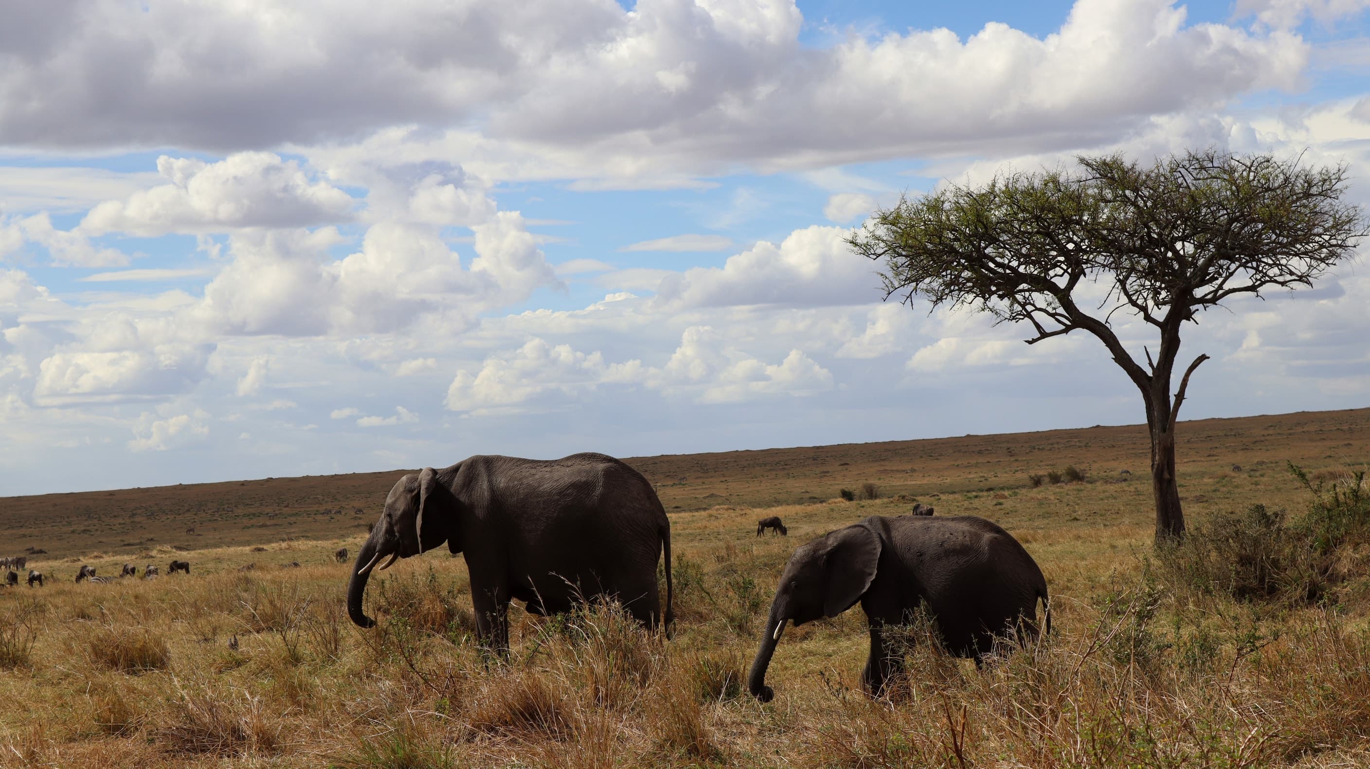 Two elephants grazing near a flat-topped acacia in the Maasai Mara