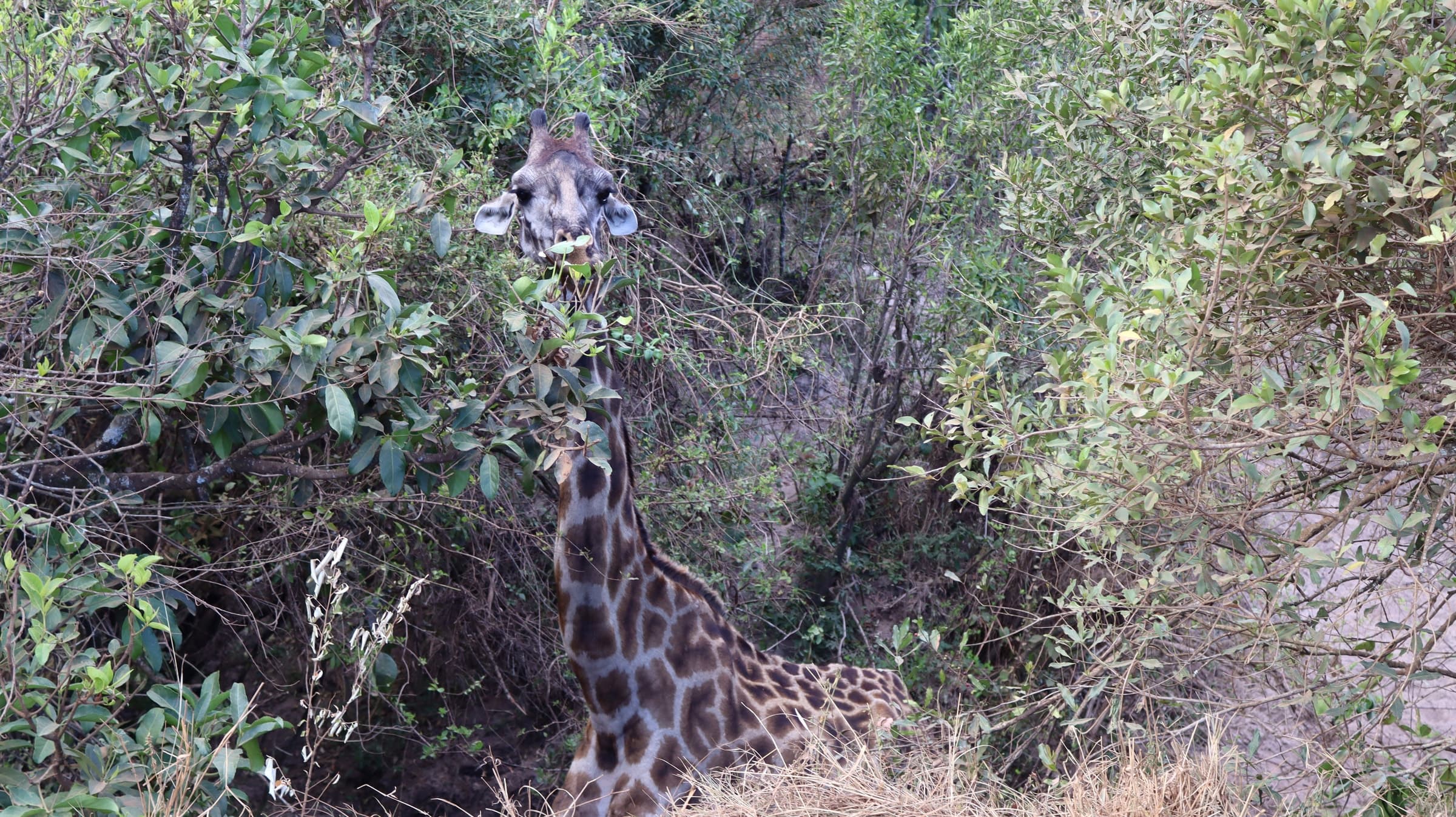 A giraffe's head among leafy bushes in the Maasai Mara