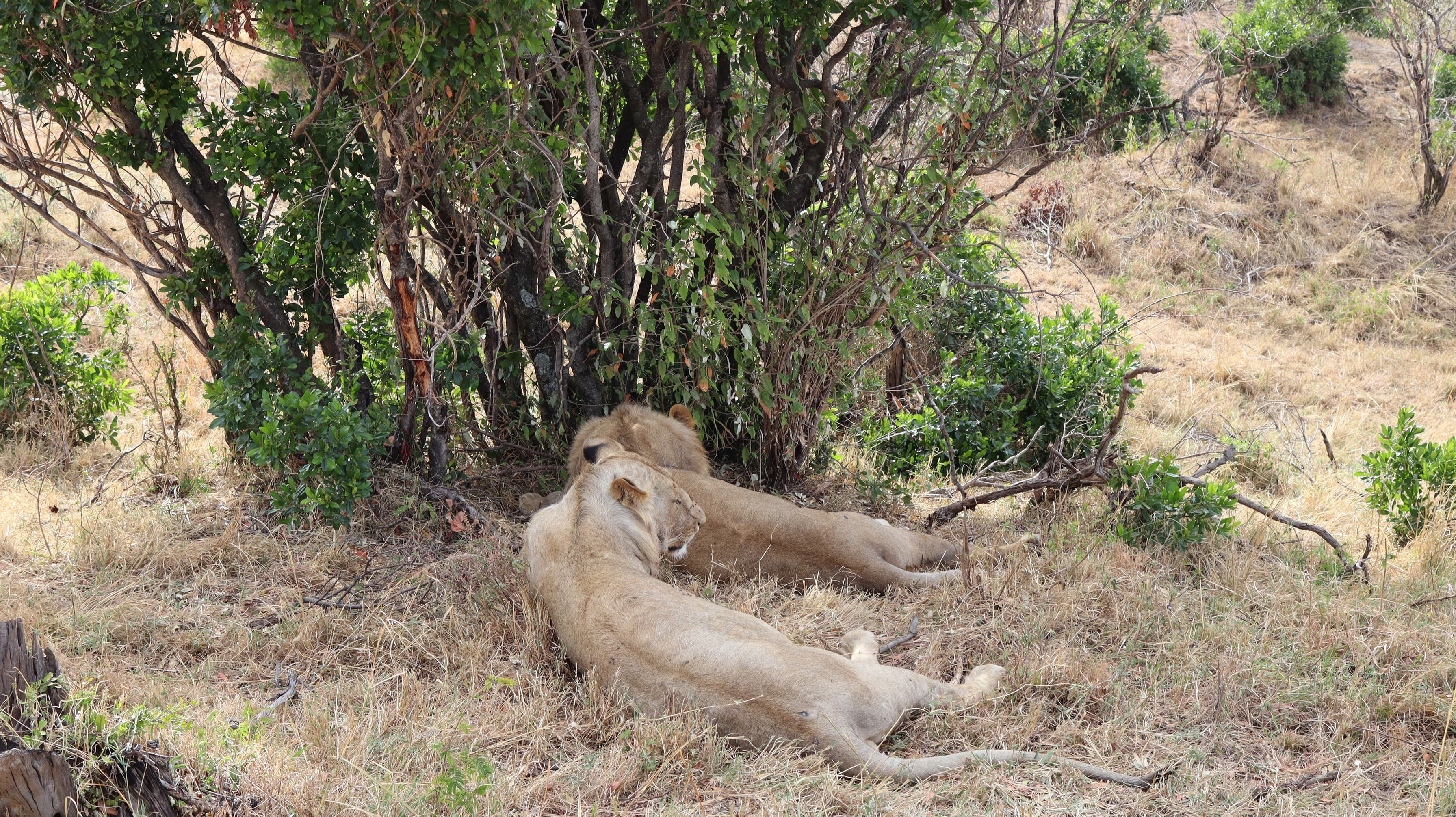 A lioness lying in the grass beside a bush in the Maasai Mara