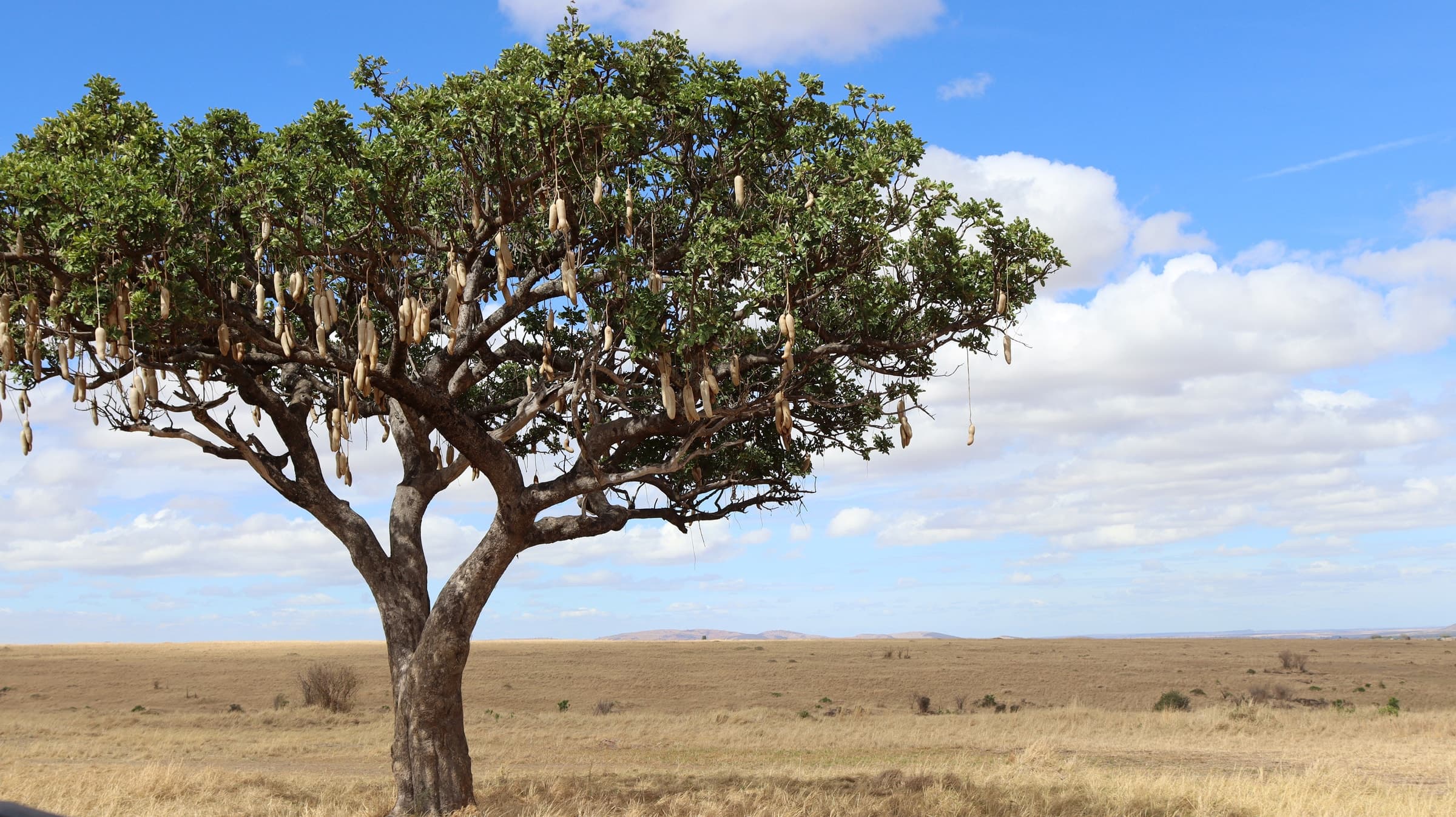 A sausage tree hung with fruit on the open plains of the Maasai Mara