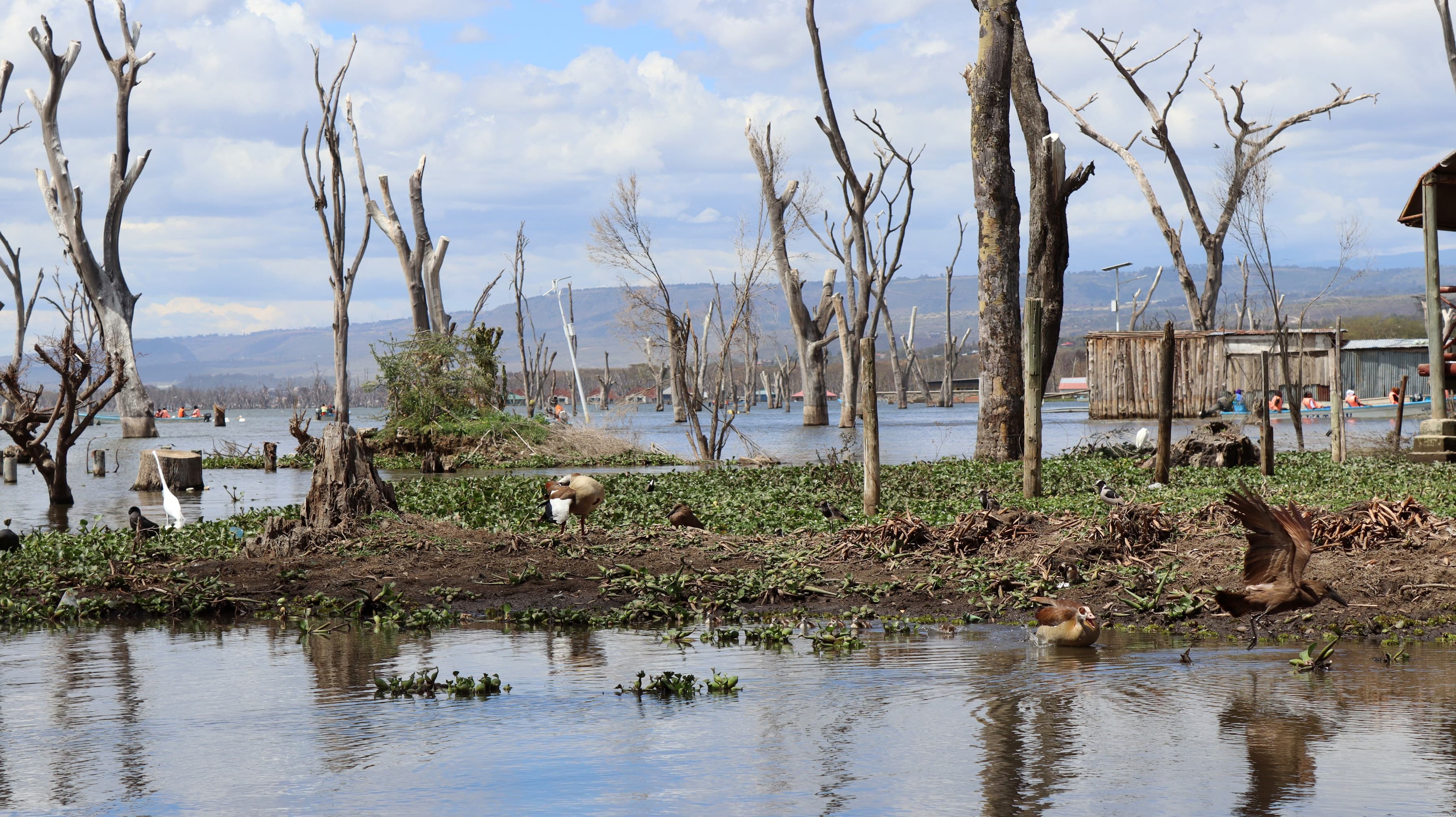 Drowned trees standing in the shallows of Lake Naivasha