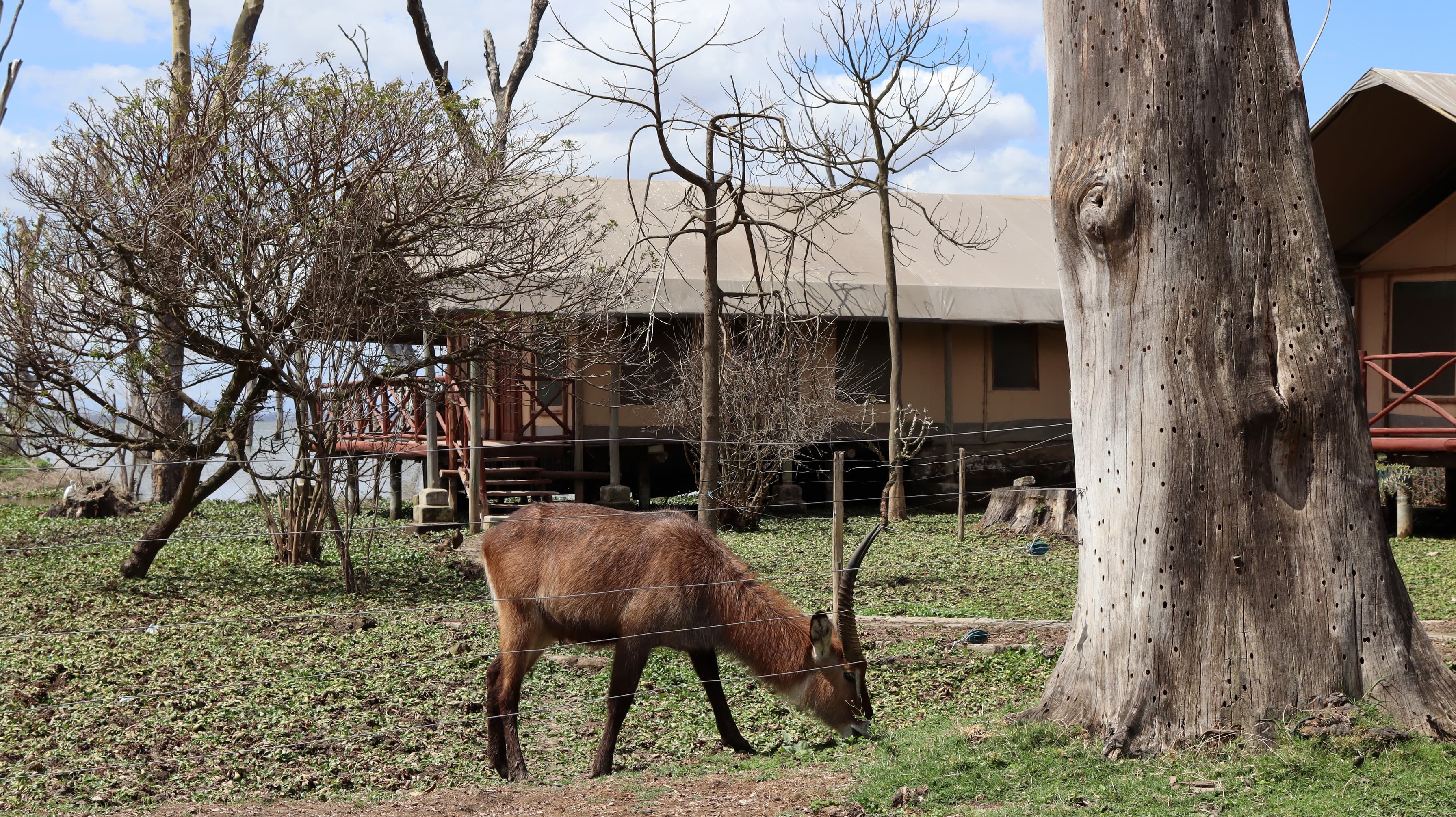A waterbuck grazing on a lawn by Lake Naivasha