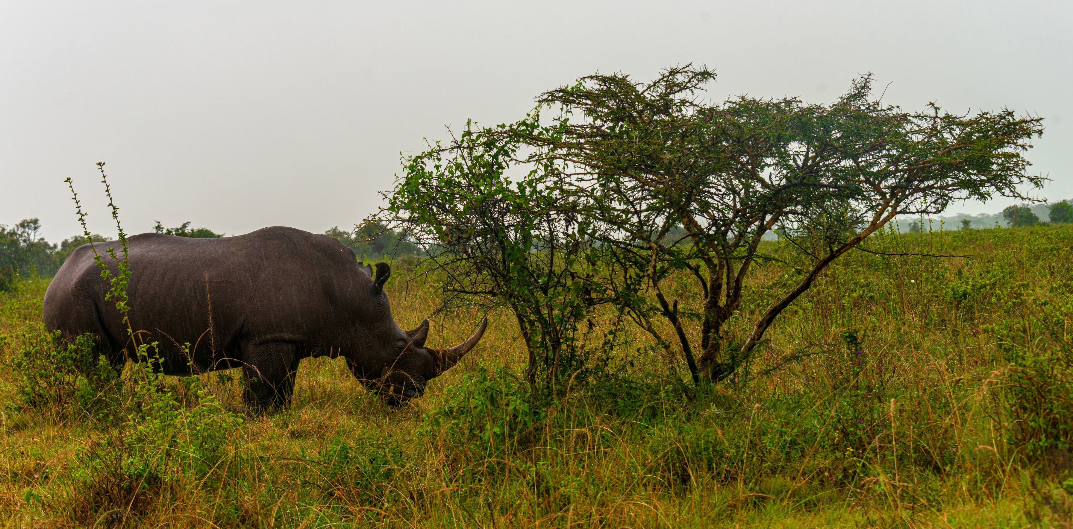 A rhinoceros feeding beside a bush in Lake Nakuru National Park, Kenya