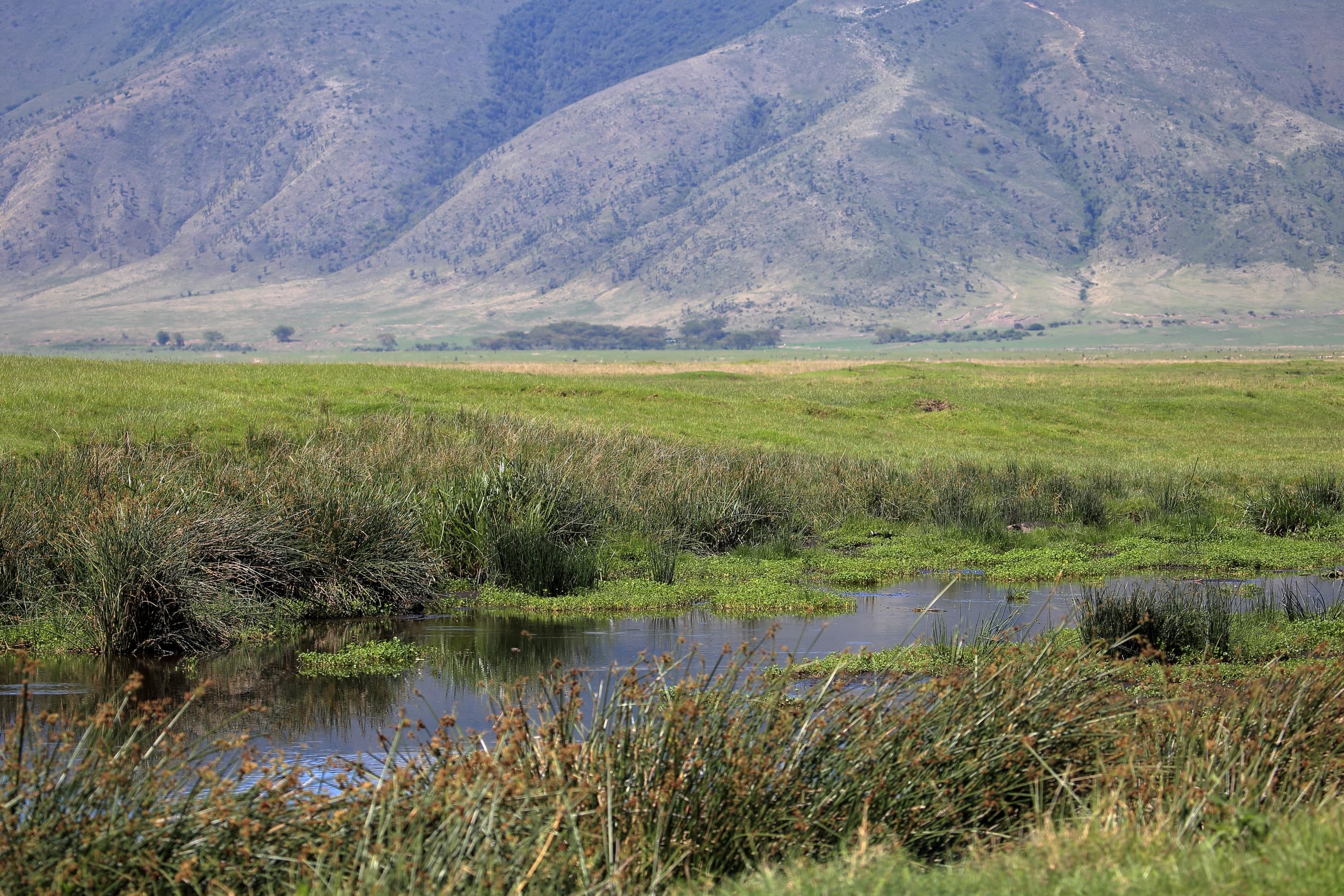 The grassland and crater walls of the Ngorongoro Crater, Tanzania