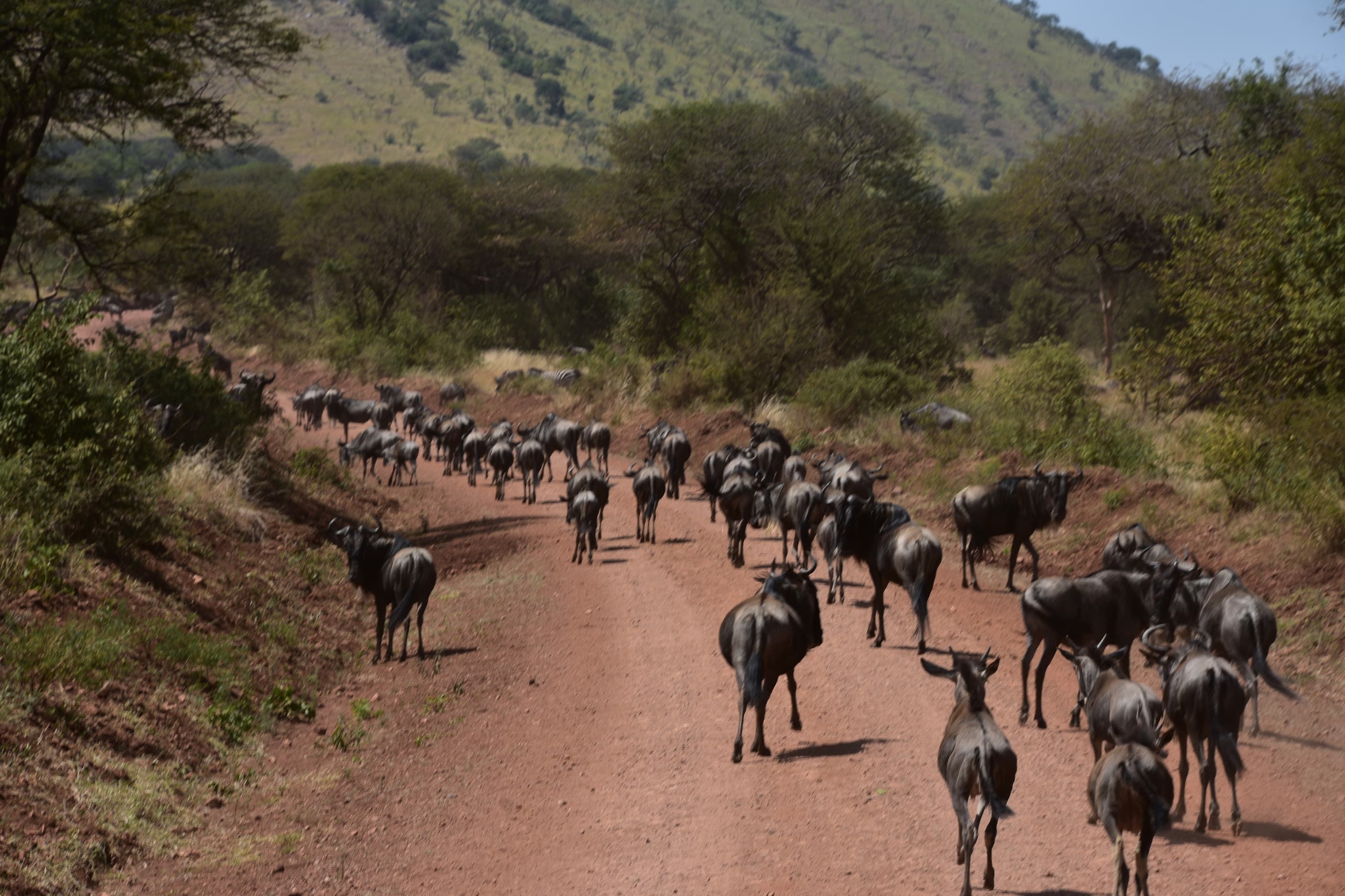 Wildebeest on the Great Migration in the northern Serengeti, Tanzania