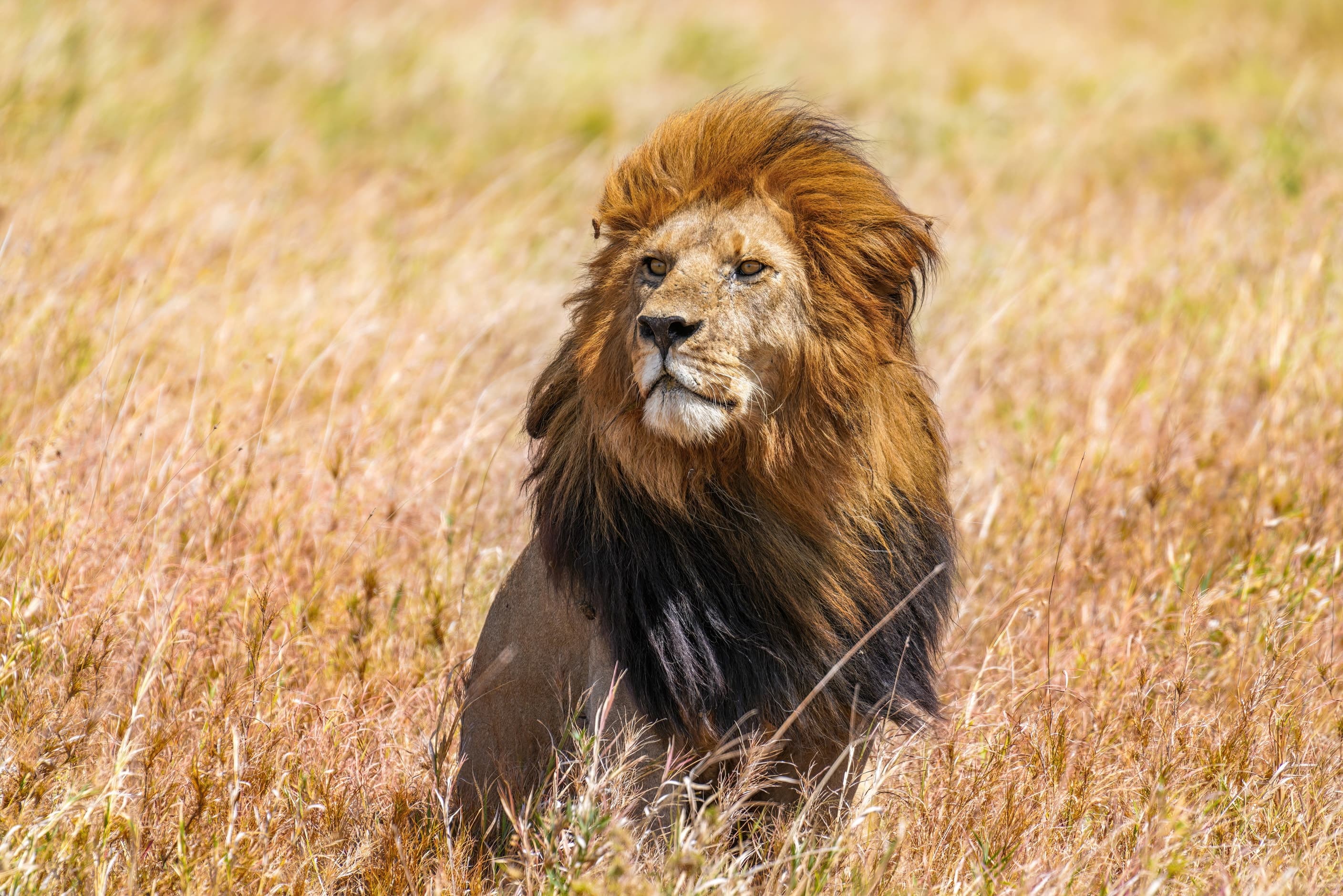 A male lion scanning the horizon in Serengeti National Park, Tanzania