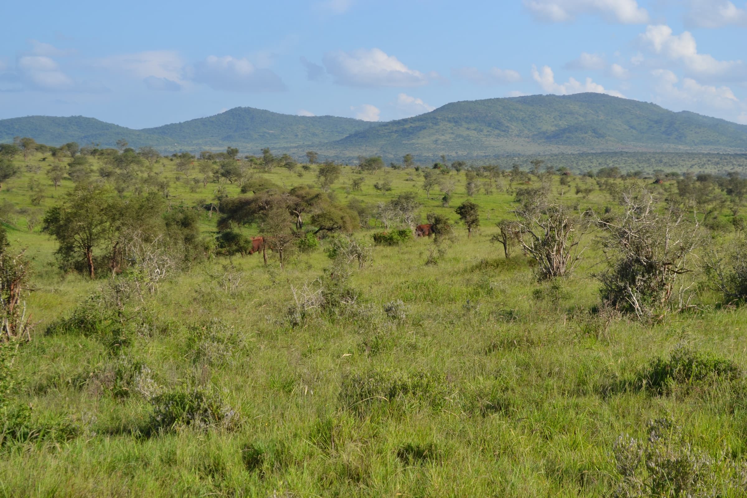 Savanna and hills in the Taita Hills Wildlife Sanctuary, Kenya