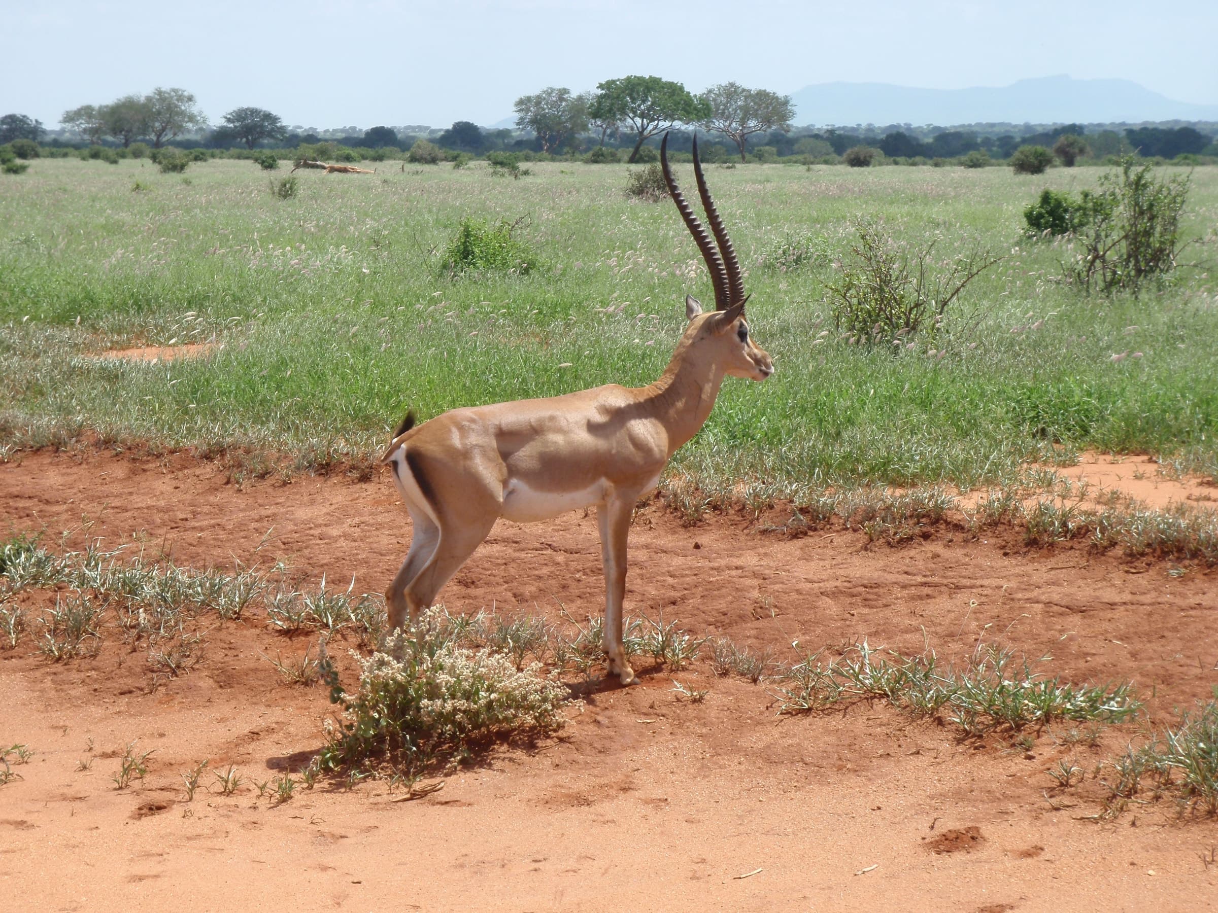 A Grant’s gazelle on red earth in Tsavo East National Park, Kenya