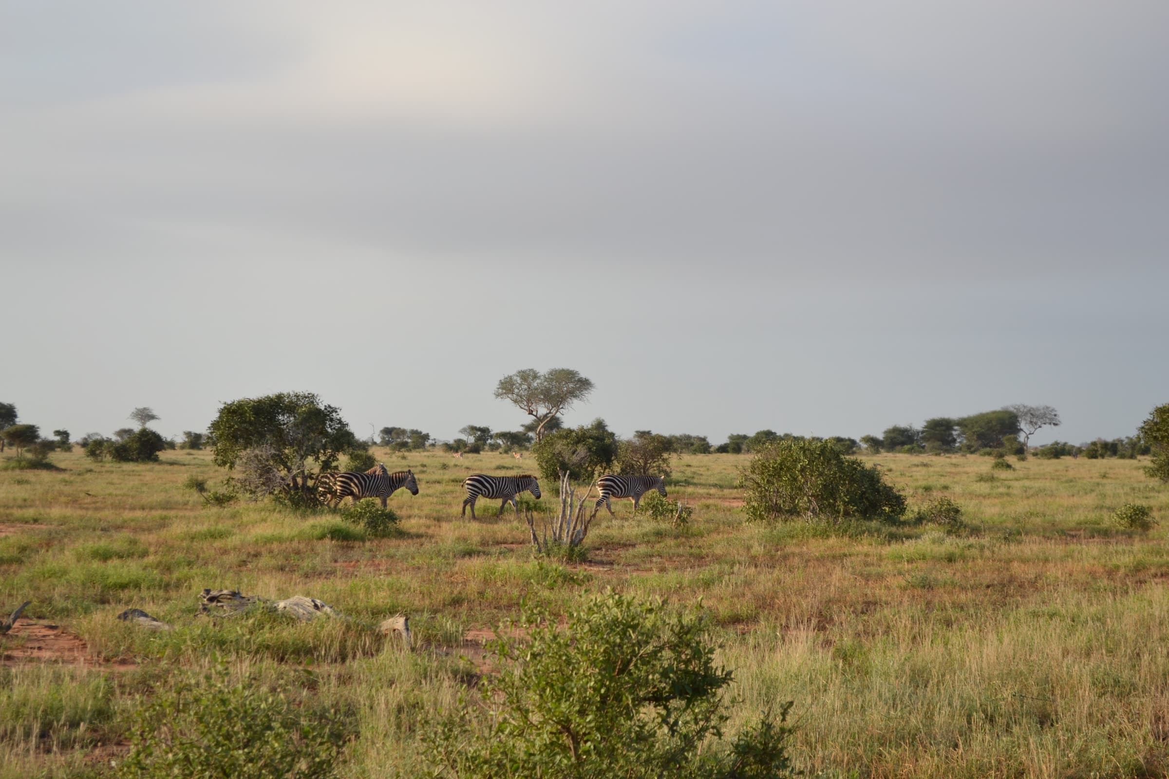 Zebras on the plains east of the Aruba Dam in Tsavo East National Park, Kenya