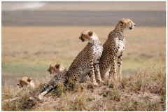 Serengeti-National-Park1