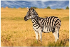 Zebras in Samburu Game Reserve