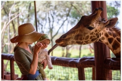 Kenya, Nairobi. A mother and her baby feed a Rothschild's Giraffe. MR.