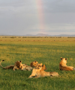 10 Days Masai Mara Nakuru Arusha Manyara Ngorongoro Serengeti