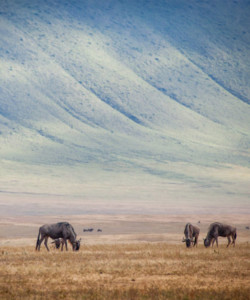 14 Days Samburu Aberdares L. Nakuru Maasai Mara Amboseli Ngorongoro Serengeti L. Manyara