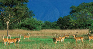 15-days-best-of-uganda