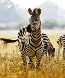 2-days-tanzania-budget-manyara-and-ngorongoro