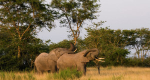3-day-safari-to-queen-elizabeth