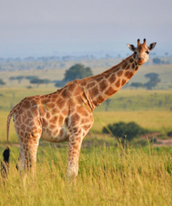 3 Day Safari to Queen Elizabeth