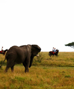 3 Day Masai Mara