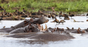 3-days-tanzania-budget-safari-ngorongoro-lake-manyara-safari