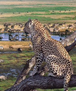 3 Days Tanzania Budget Safari Tarangire Manyara and Ngorongoro