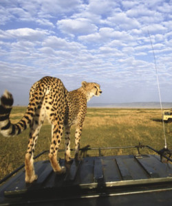 4 Days Manyara Ngorongoro
