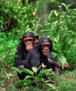 4 Days Primate Safari