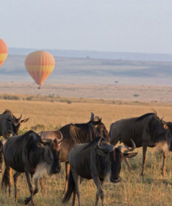 5 Days L Manyara Serengeti Ngorongoro