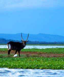 5 Days Masai Mara L Nakuru L. Naivasha