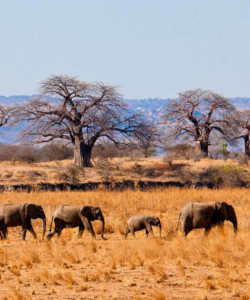 6 Days Budget Tanzania Safari Tarangire L Manayara Serengeti Ngorongoro