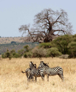 5 Days Tanzania Budget Safari L Manyara Serengetti Ngorongoro