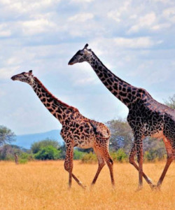 6 Days Tanzania Budget Safari Tarangire L Manyara Ngorongoro Serengetti