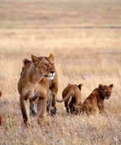 6 Tanzania Budget Safari Days L Nanyara Serengeti Ngorongoro