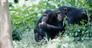 7-days-chipanzeesgorillas