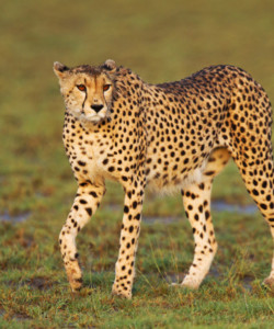 7 Days L. Nakuru National Park Masai Mara Serengeti National Park Ngorongoro