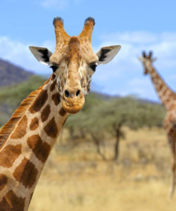 7 Days Lodge Safari Mara L Nakuru Amboseli