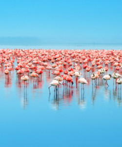 7 Days Maasai Mara L. Nakuru L. Naivasha Amboseli
