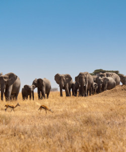 7 Days Tanzania Budget Safari Manyara Ngorongoro Serengeti