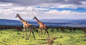 7-days-tanzania-budget-safari-manyara-ngorongoro-serengeti-2