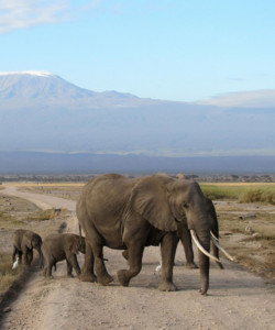 8 Days Amboseli L Manyara Ngorongoro Crater Serengeti and Taita Hills Saltic