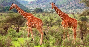 8-days-lodge-safari-samburu-mt-kenya-lake-nakuru-masai-mara