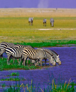 8 Days Maasai Mara L. Naivasha L. Nakuru Amboseli Tsavo East West