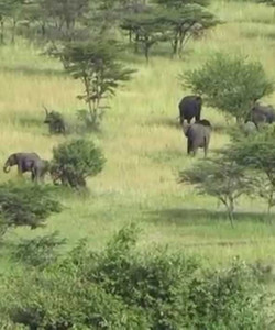 8 Days Tanzania BudgetSafari Tarangire Ngorongoro Serengeti Lobo L Natron L Manyara