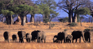 8-days-tanzania-budget-safari-tarangire-ngorongoro-serengeti-lobo-lake-natron-lake-manyara